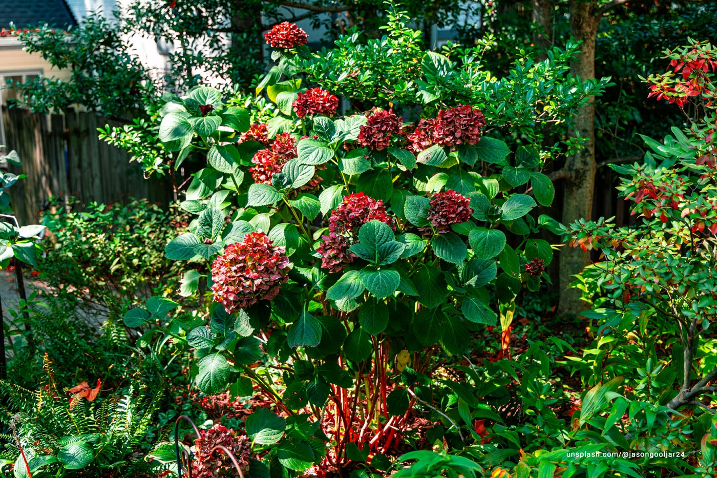 Seabuckthorn plant in the garden