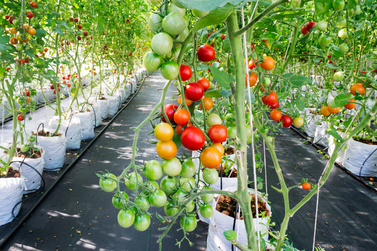 Tomato garden using landscape fabric