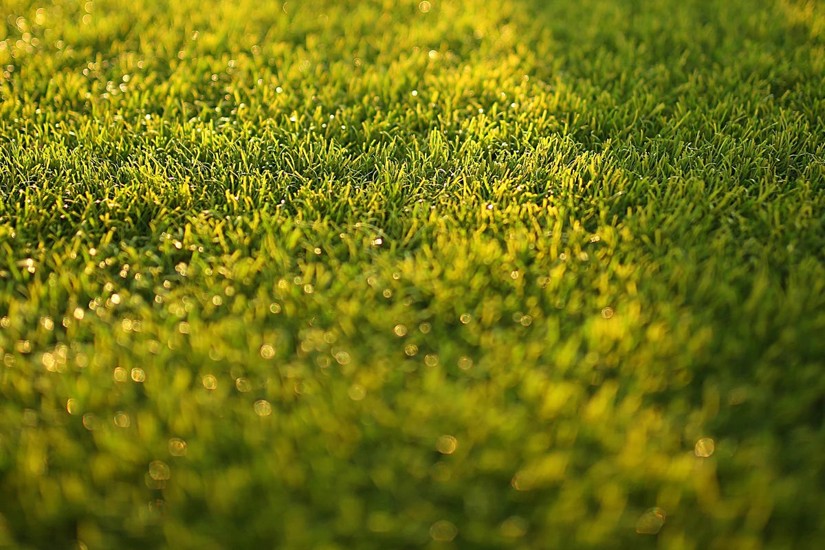 Receding lawn to lush green grass