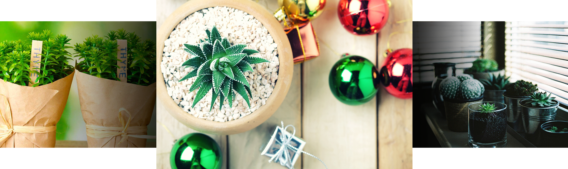 Plants as holiday gifts