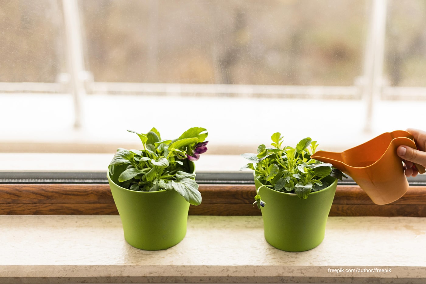 Dorm Room Botany: A Student’s Guide to Growing a Windowsill Herb Garden