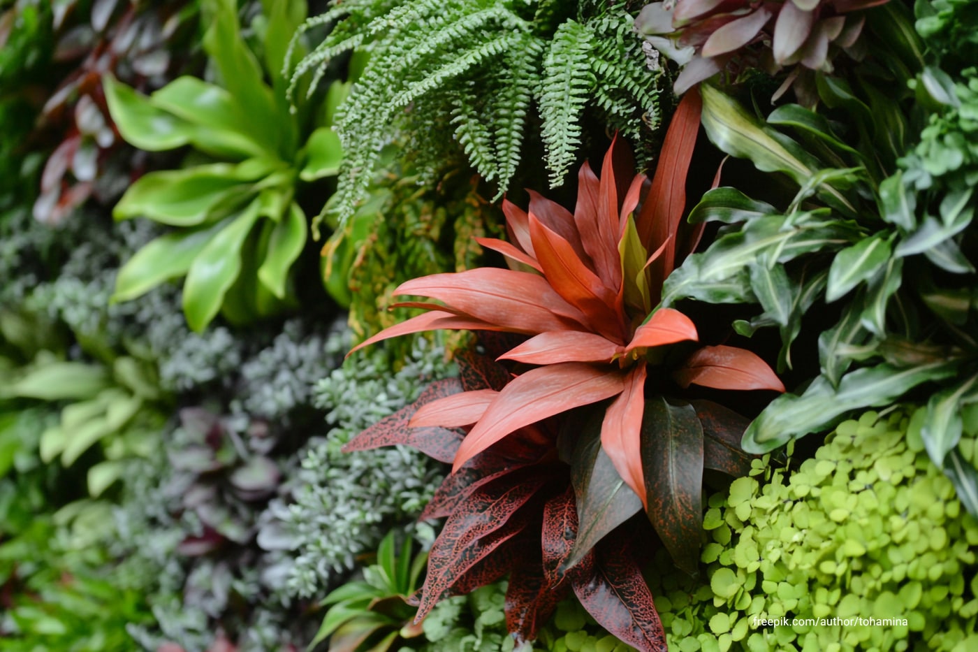 Different types of plants