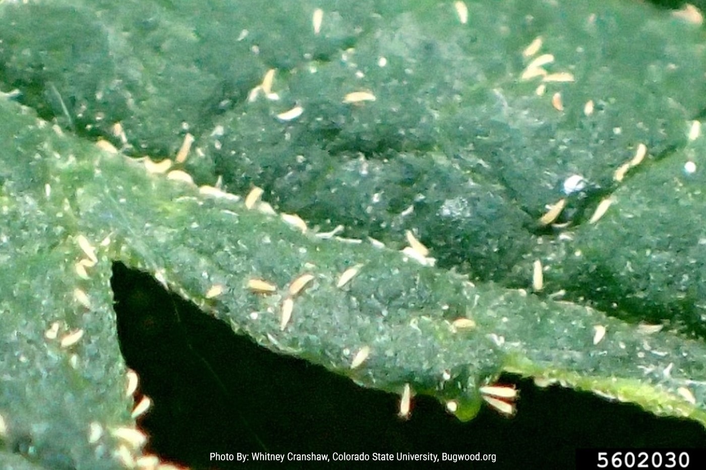 Russet mite infestation on a large green leaf.