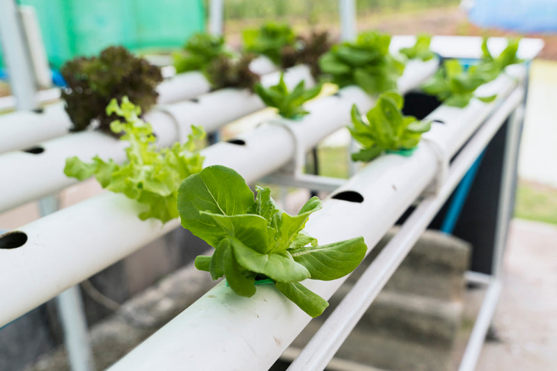 The Future of Gardening: Hydroponics Revolutionizing Agriculture