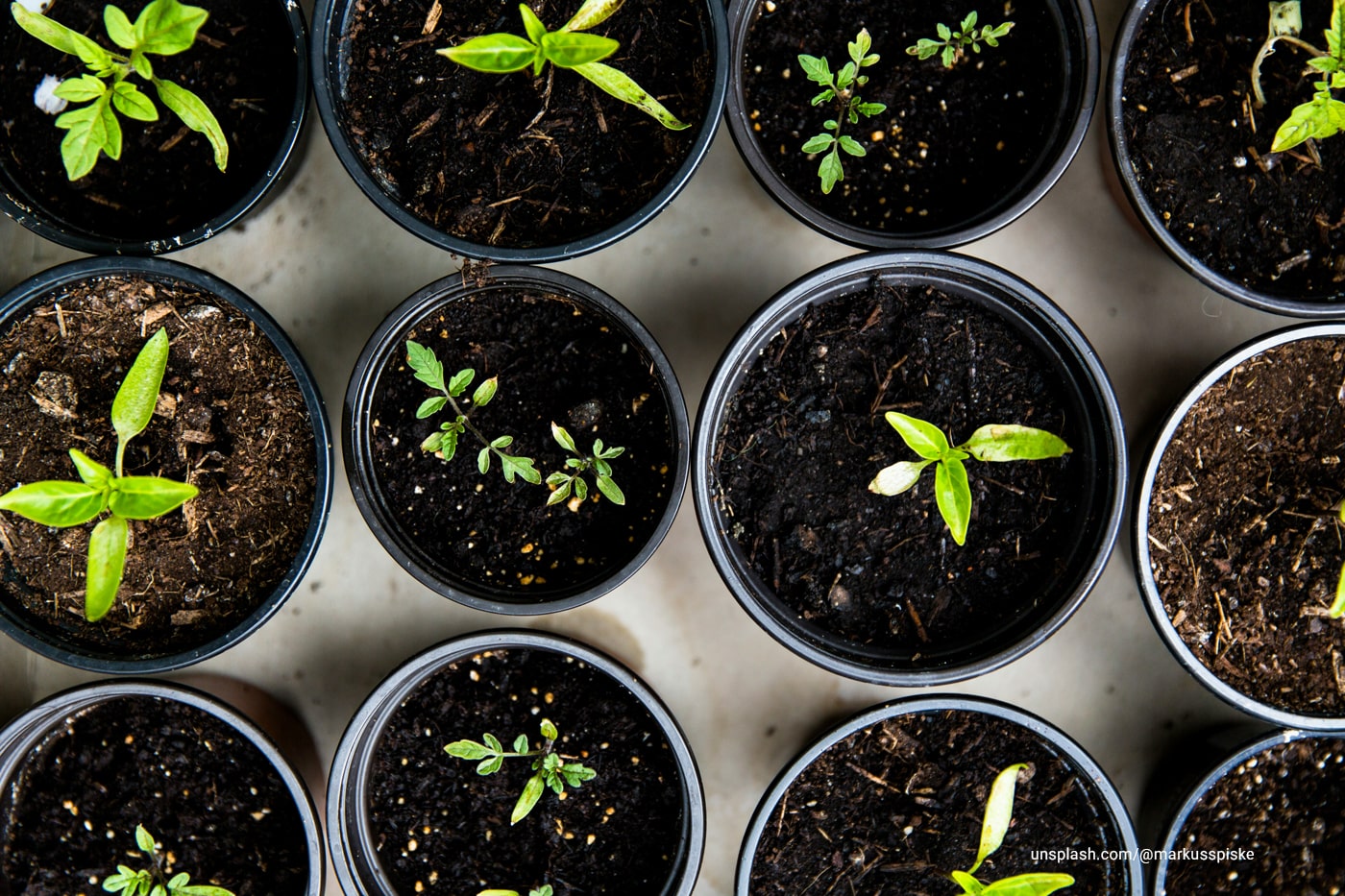 A top view shot of potted plants
