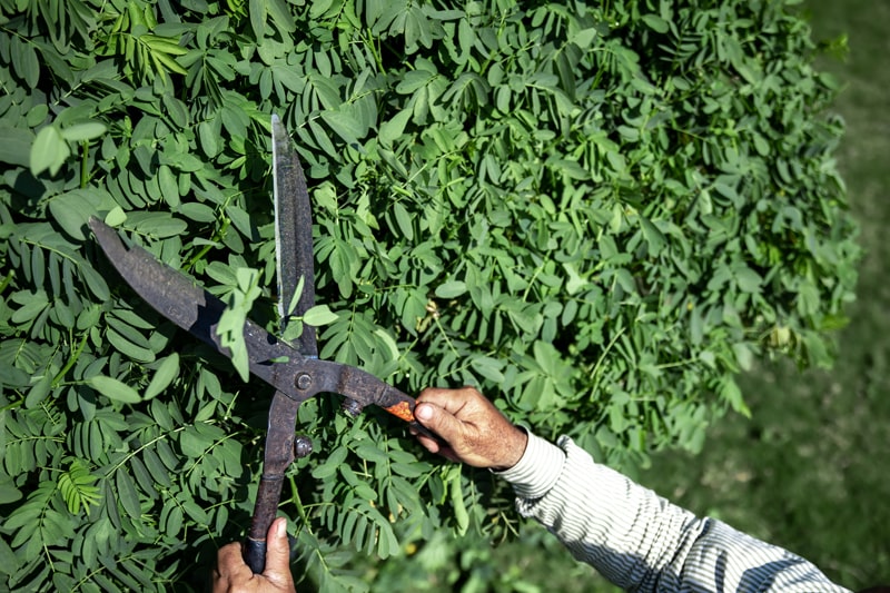 A gardener pruning a plant