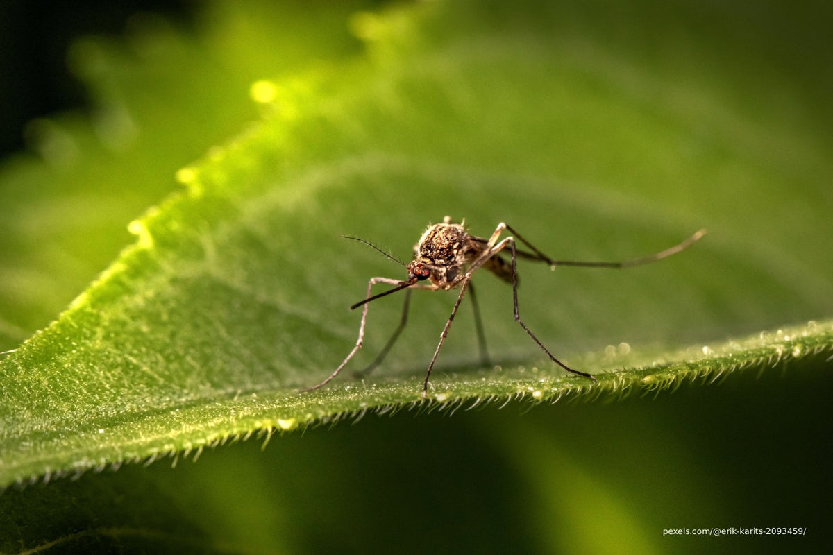How to Get Rid of Mosquitoes in Your Backyard