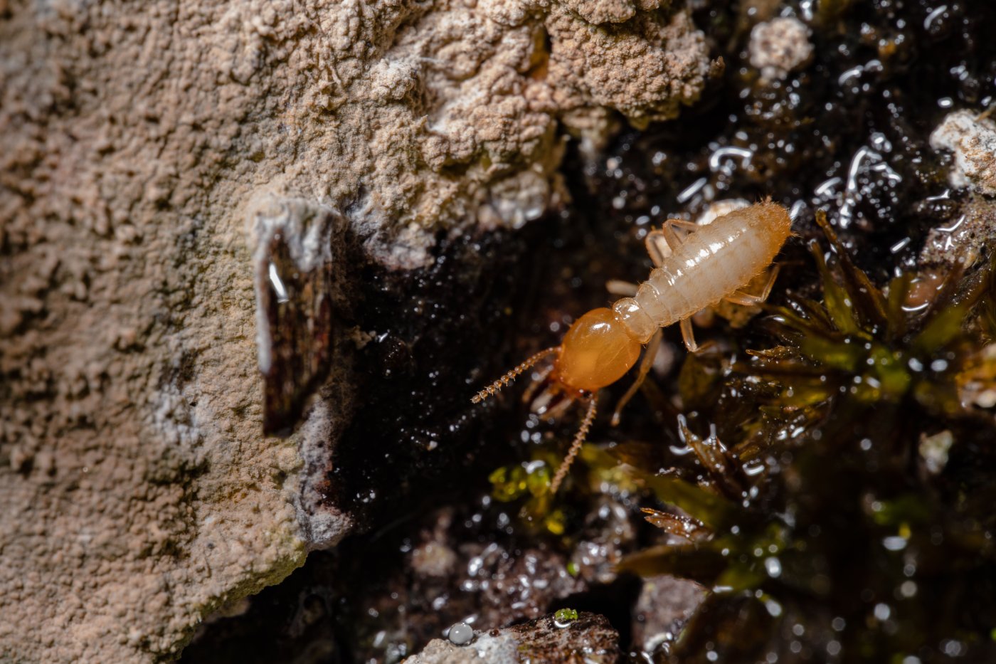 A closeup of a termite