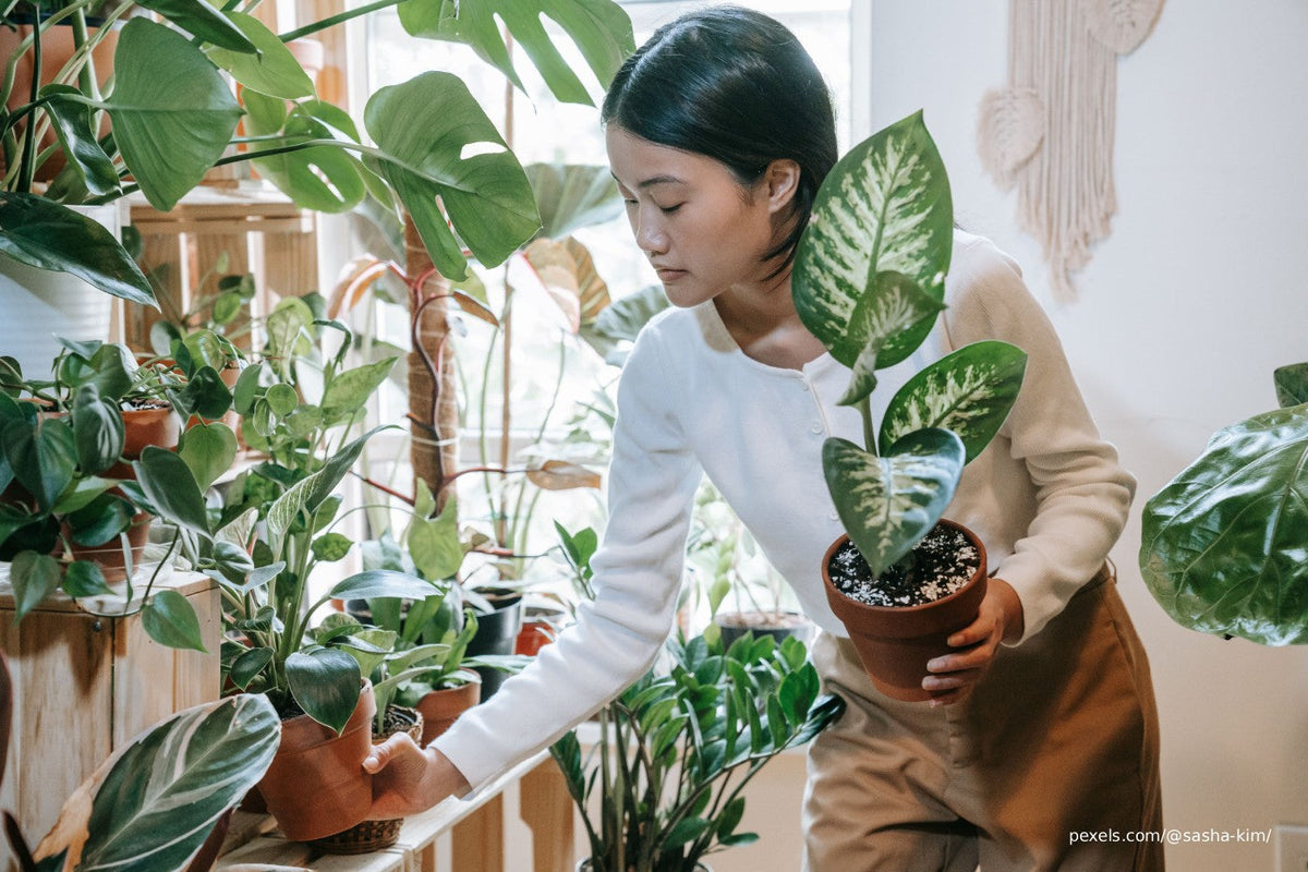 How to Design an Eco-Friendly Garden for Your New Home