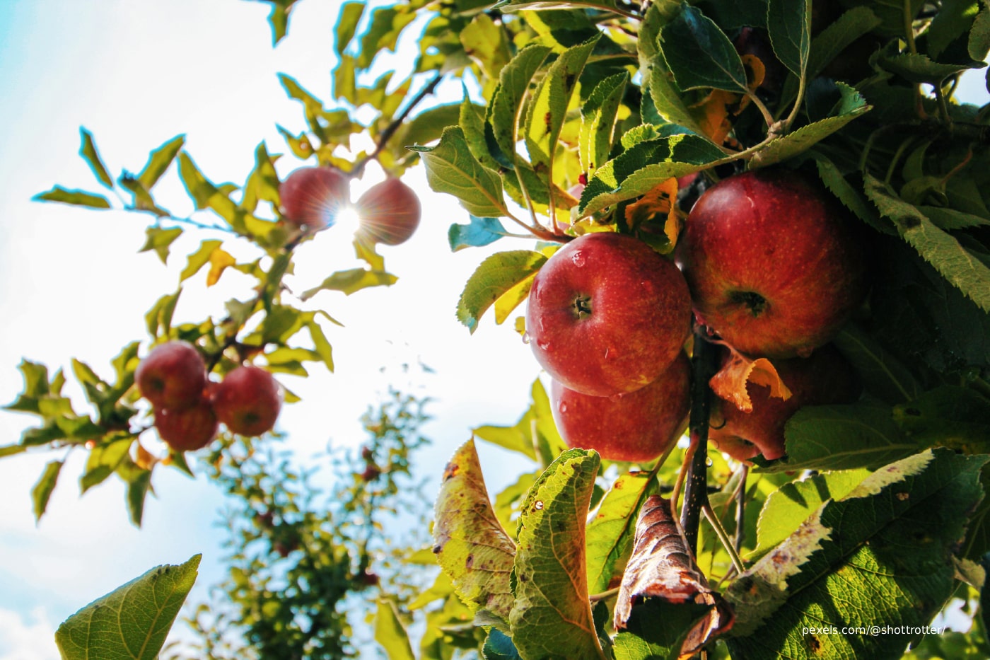 Red apples on a tree