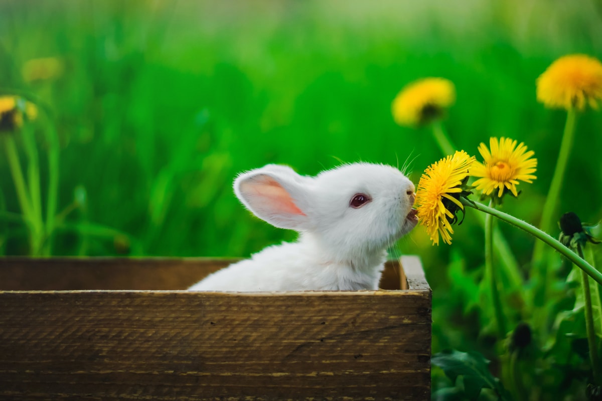 A little rabbit smelling a sunflower
