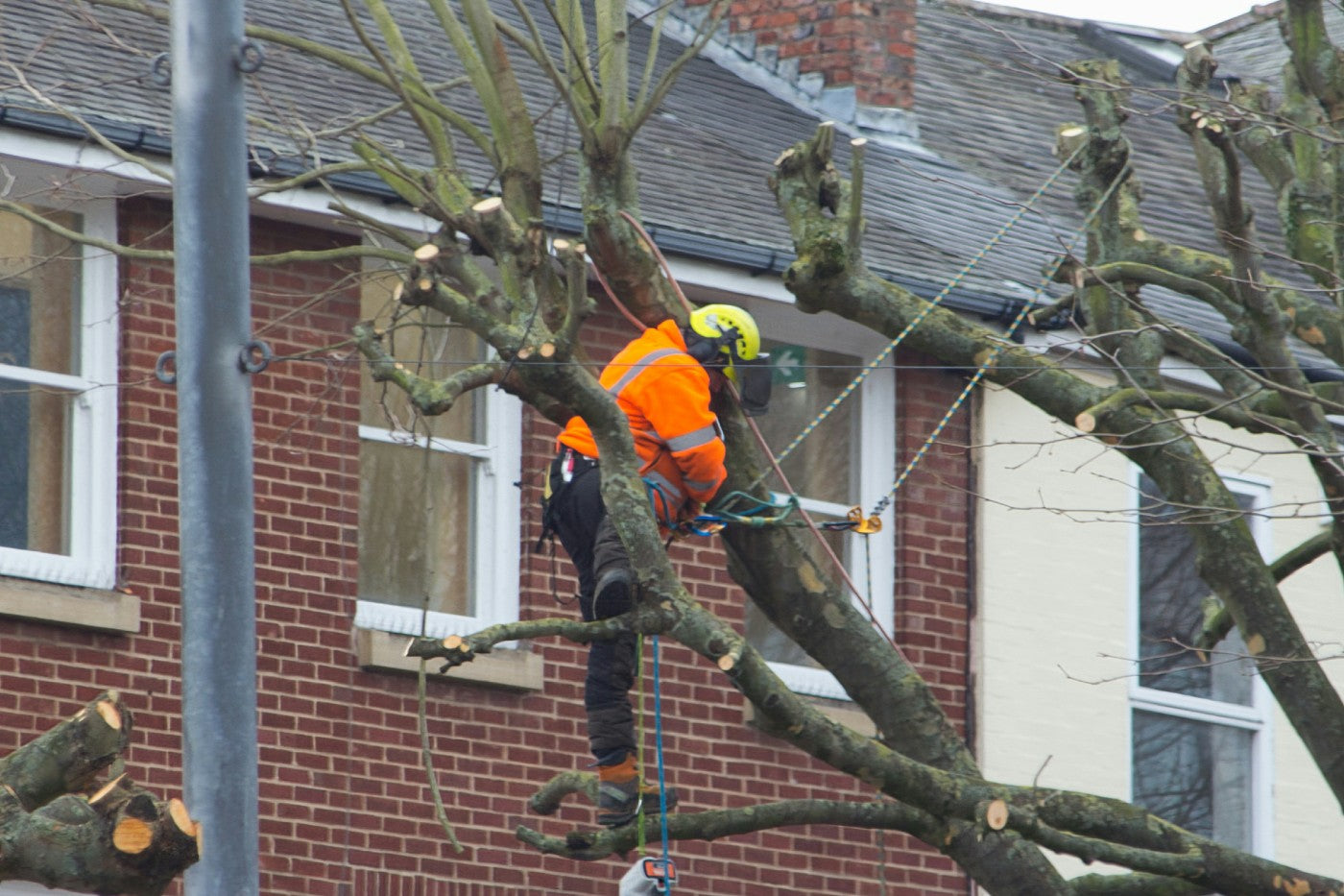 A person cutting a tree branch