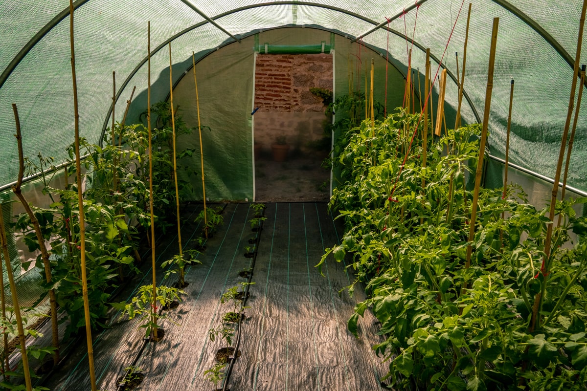A small greenhouse garden full of vegetable plants.