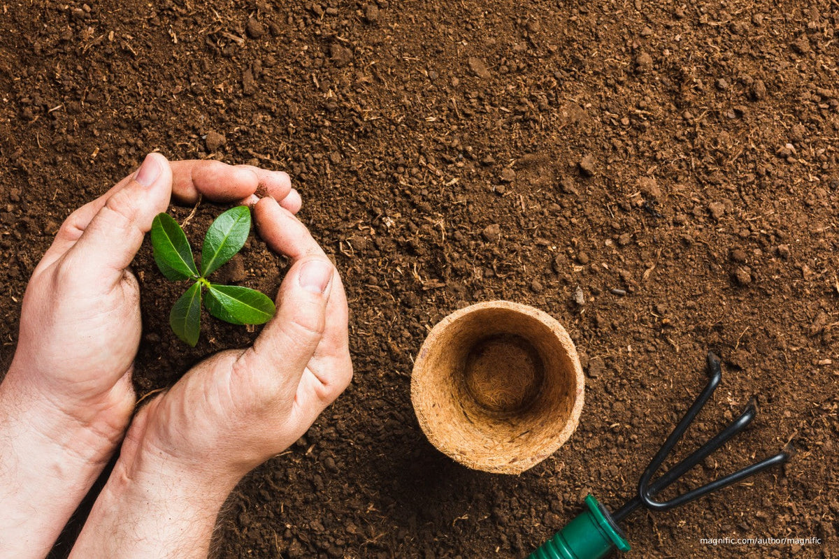 A hand holding a plant with soil and a coconut pot and a gardening tool in the ground