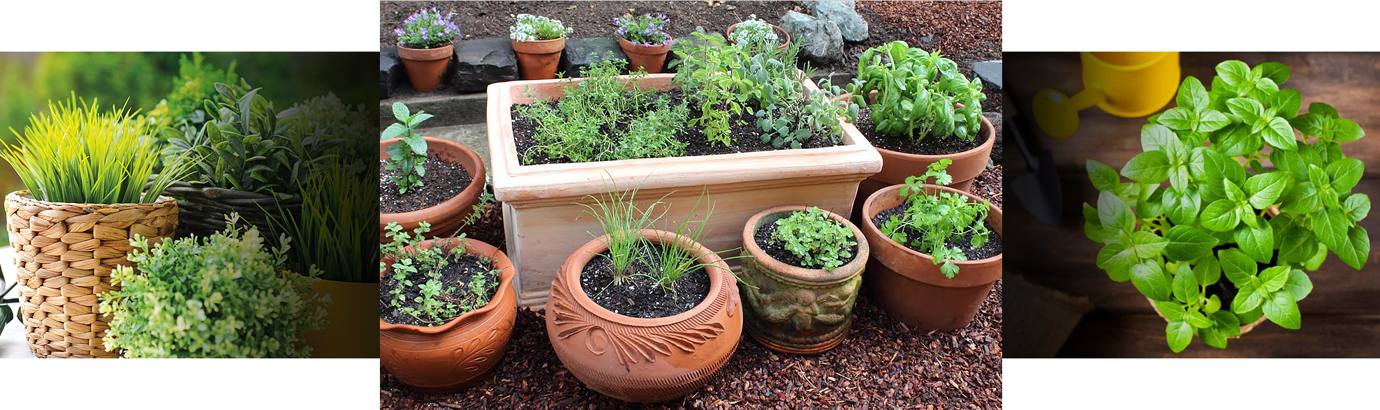 Close up herbs for home gardening