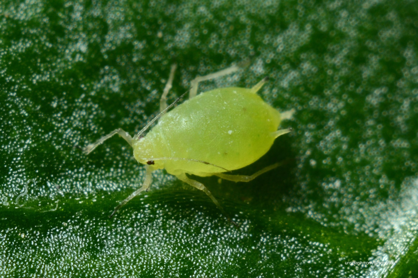 Green aphid on a leaf
