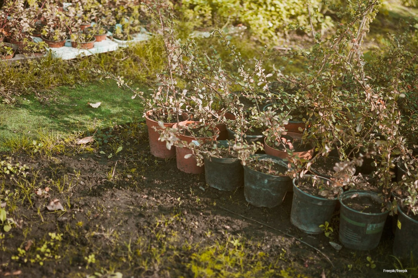 potted plants