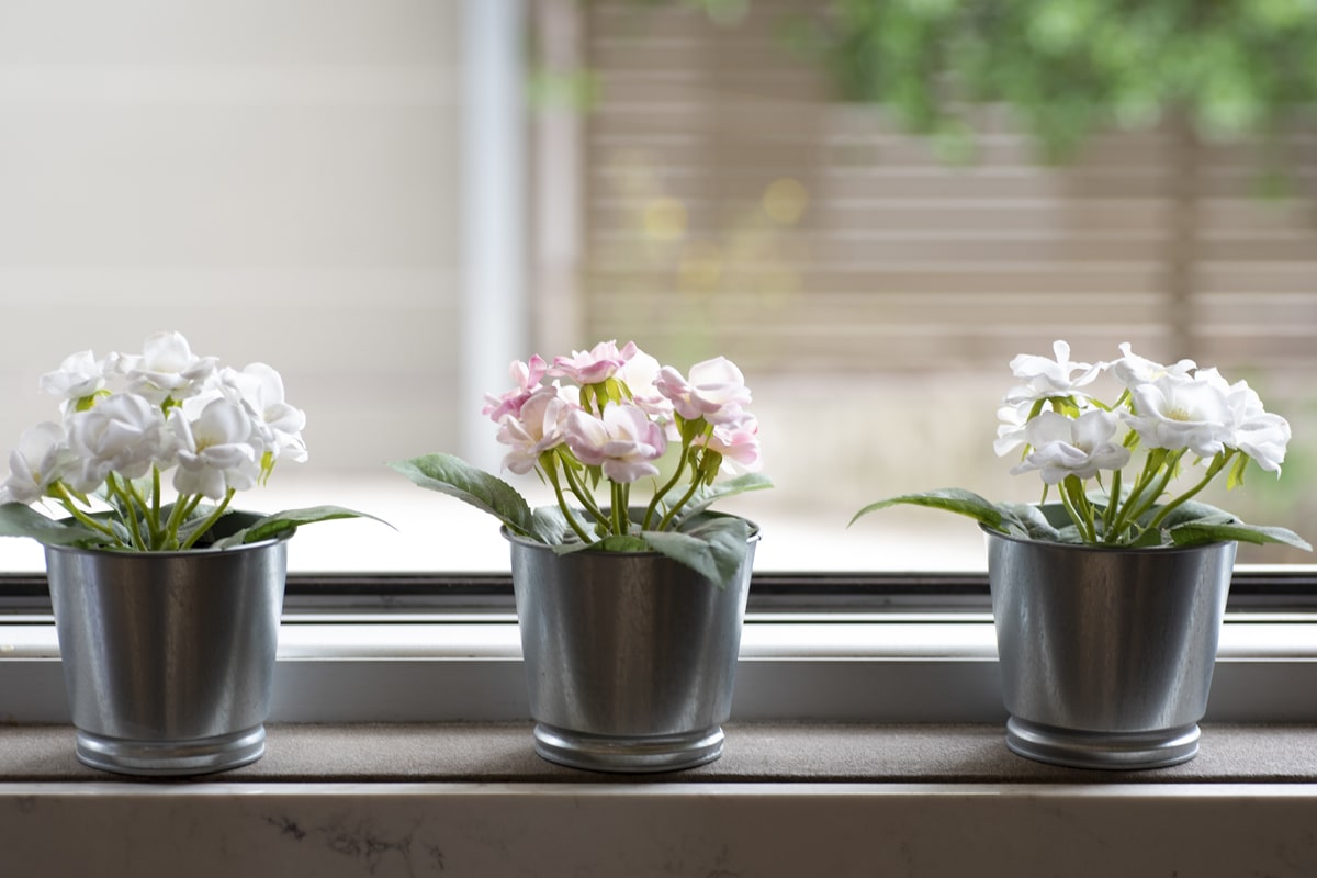 A small garden in the window sill