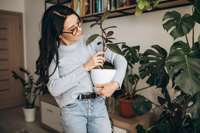 The Secret to a Healthier Home: The Benefits of Indoor Plants