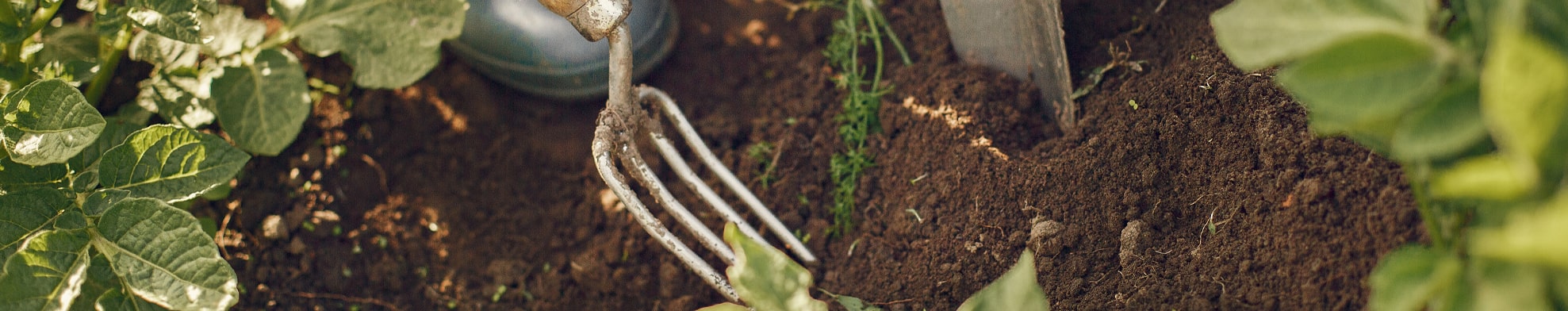 10 Best Ways of Adding More Humus to Your Yard and Garden – ECOgardener