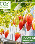 A strawberry farm using Ecogardener black and white poly film