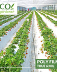 Strawberry field using Ecogardener black and white poly film