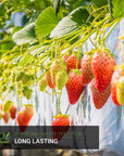 Strawberry farm using Ecogardener black and white poly film