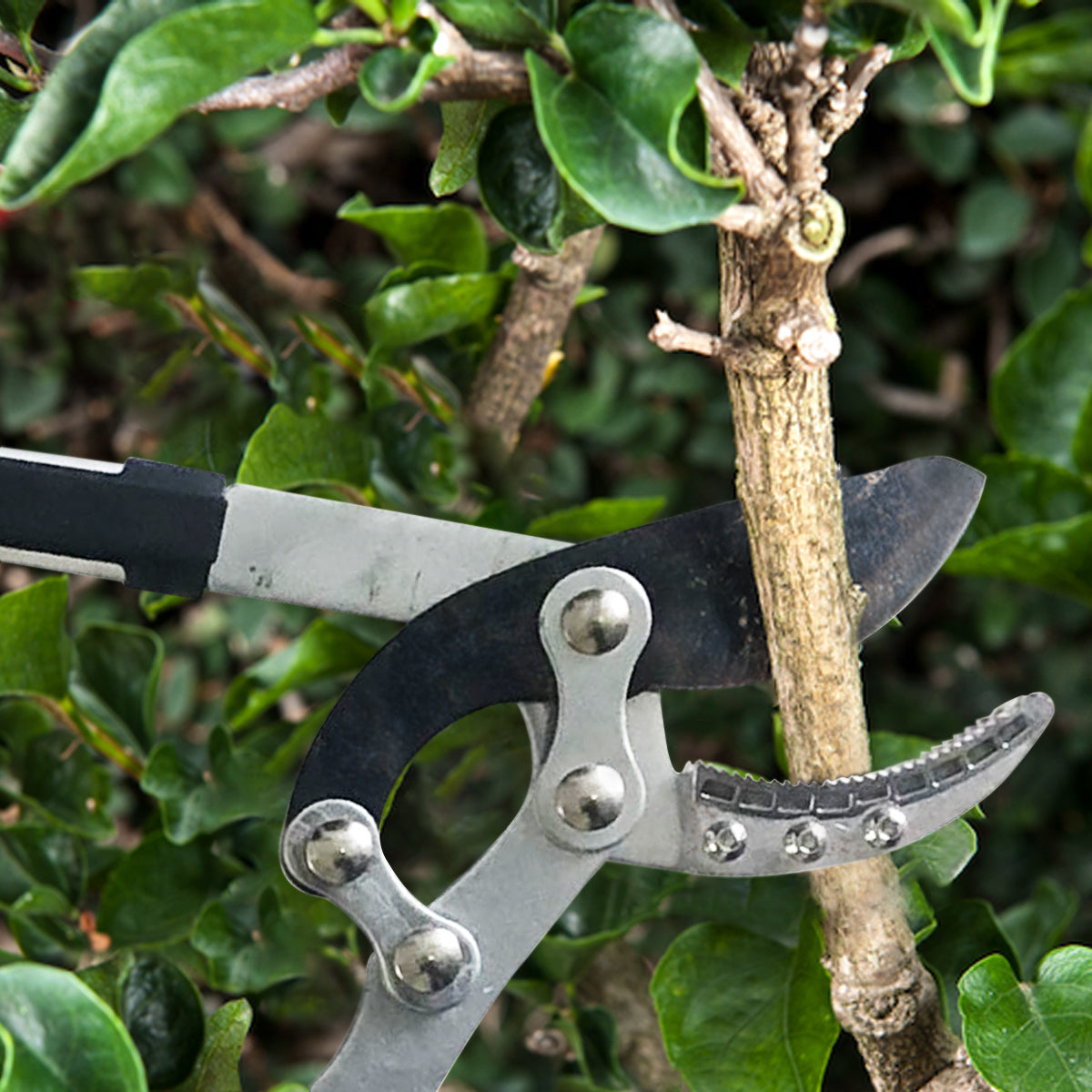 ECOgardener Hedge Shears Heavy Duty Long Handle Garden Tool for Trimming